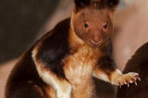 Wood kangaroo goodfellow - marsupial monkeys Wood kangaroo goodfellow - marsupial monkeys